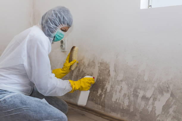 Best Asbestos and Lead Testing During Mold Inspection  in Oak Grove, AL