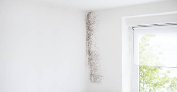 Best Industrial Mold Remediation  in Oak Grove, AL